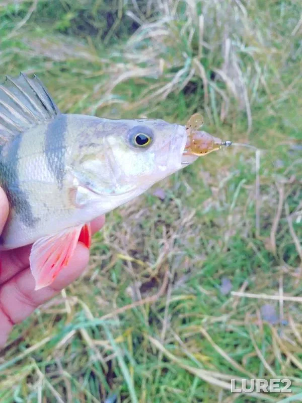 Perch — Polonka, Nov 19, 2018