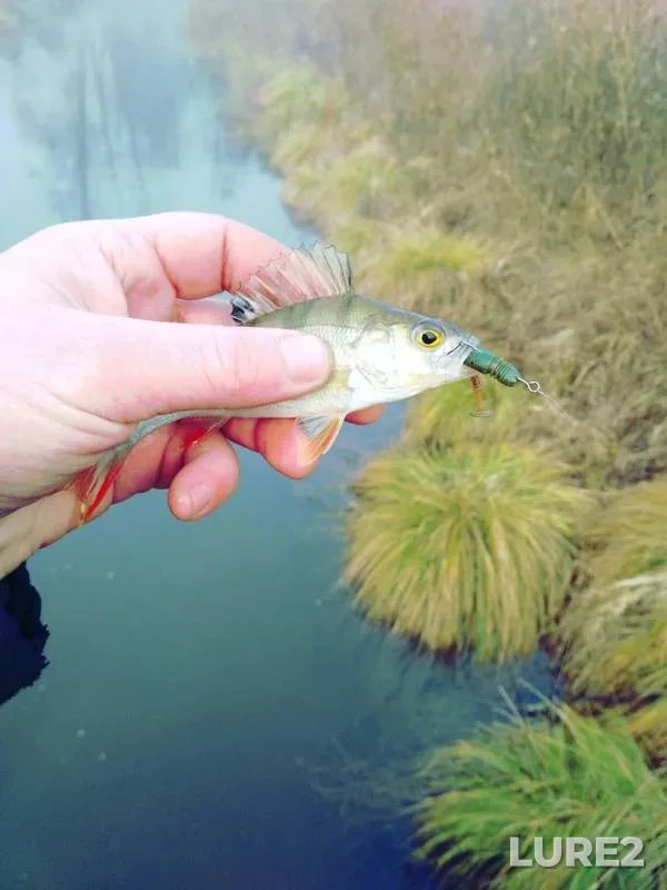 Perch — Polonka, Nov 09, 2018