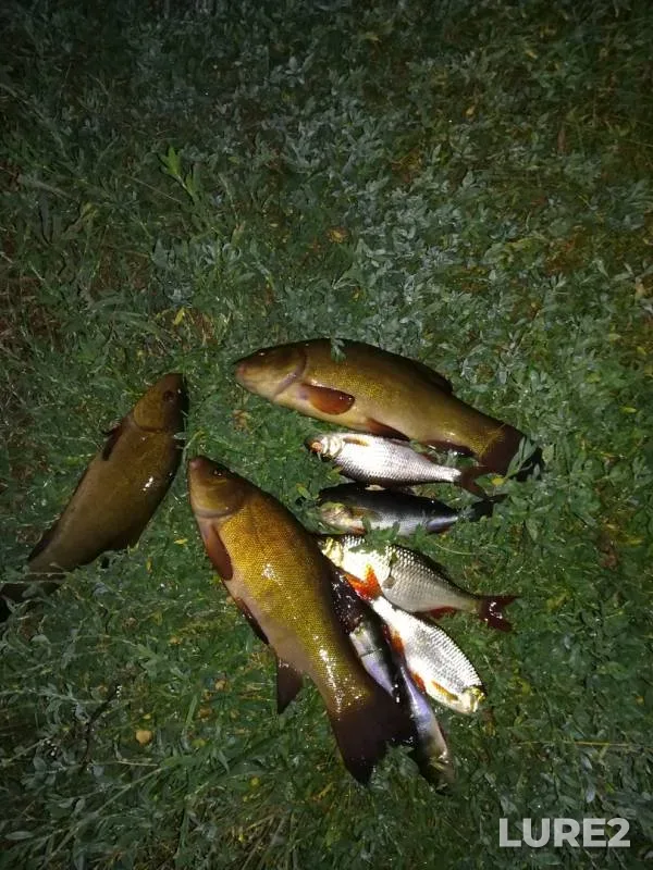 Perch, Roach — Myshanka, Aug 07, 2018
