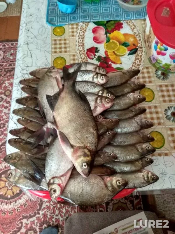 Bream — Gat, Jul 24, 2018