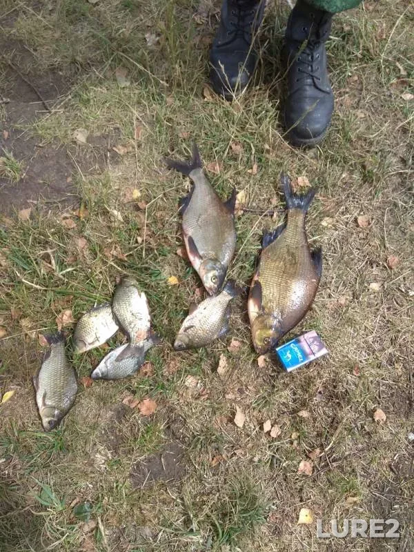 Bream, Crucian carp — Myshanka, Jul 03, 2018