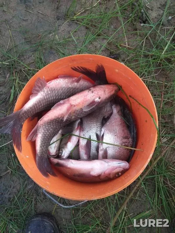 Bream, Carp — Myshanka, Jun 21, 2018