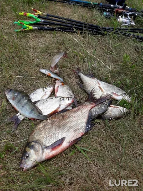 Bream, Perch — Gat, Jun 13, 2018