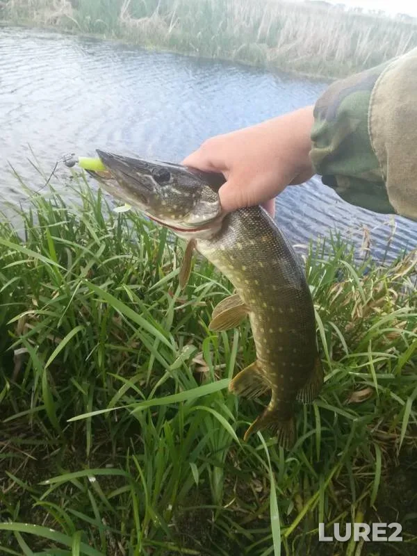 Pike — Myshanka, May 24, 2018