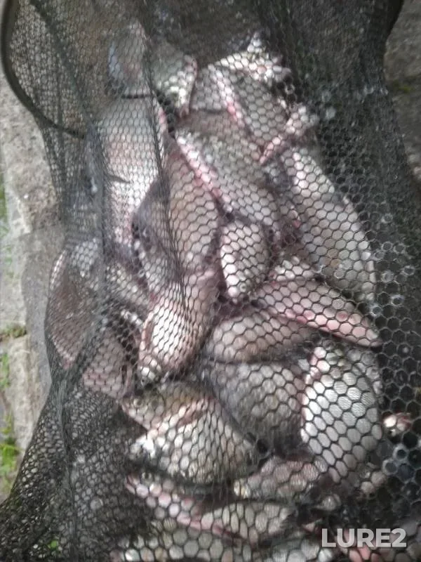 Bream, Crucian carp — Svisloch, Aug 10, 2019
