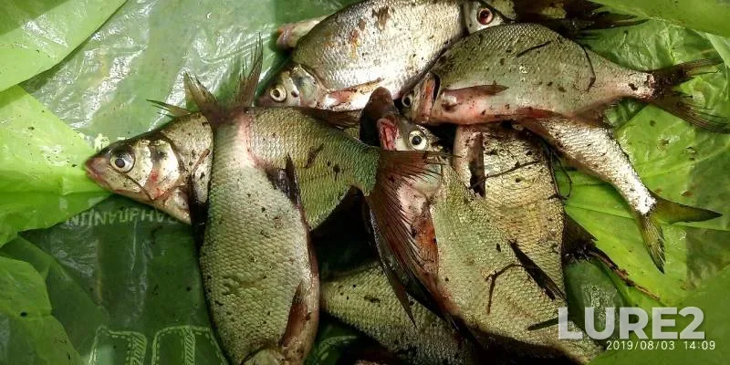 Bream, Roach — Drozdy, Aug 03, 2019