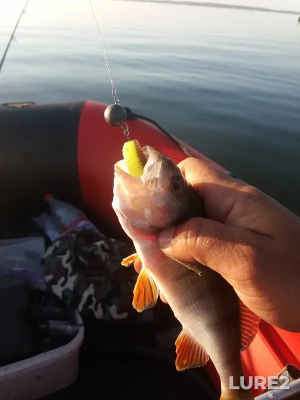 Perch — Zaslavskoye, Jun 05, 2019