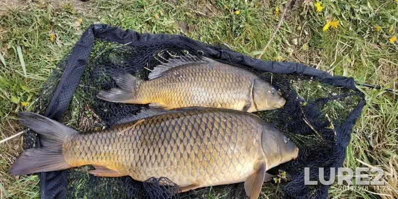 Carp — Lukovaya, May 08, 2019