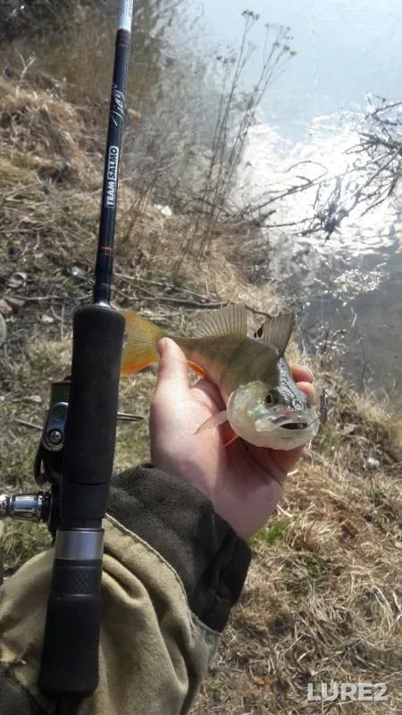 Perch — Ptich, Mar 30, 2019