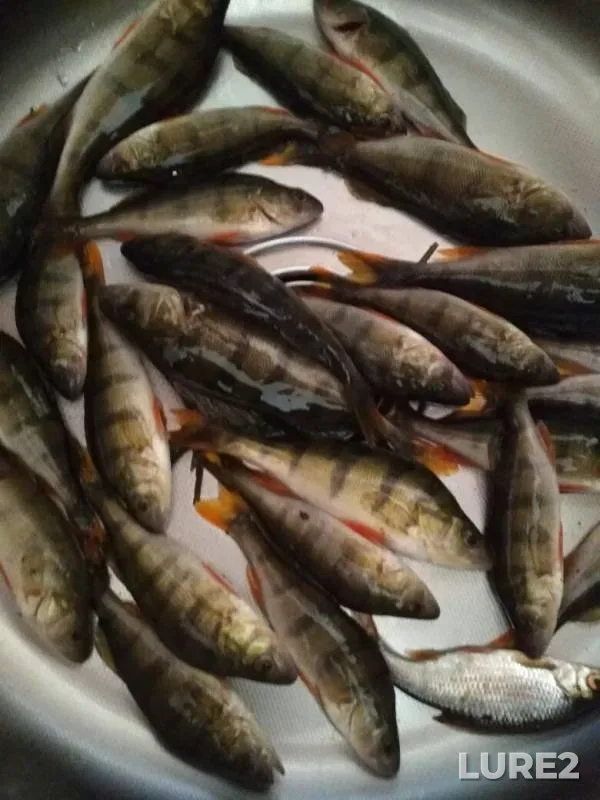 Perch, Roach — Ptich, Mar 26, 2019