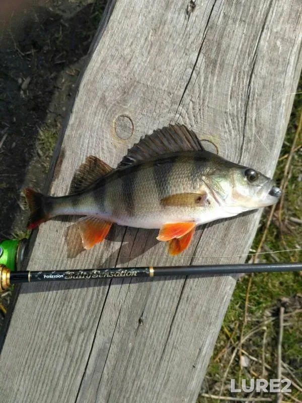 Perch — Kukolka, Mar 25, 2017