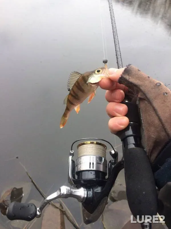 Perch — Chernіvetska oblast, Mar 18, 2017