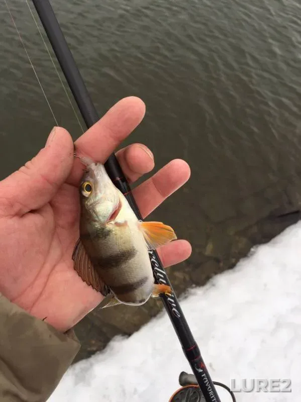 Perch — Moskva, Feb 25, 2017