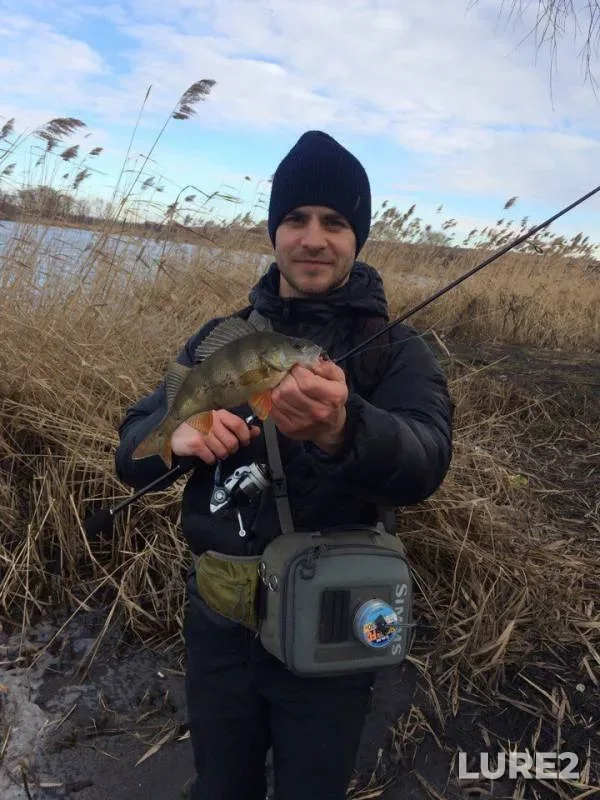 Perch — Chernіvetska oblast, Feb 25, 2017