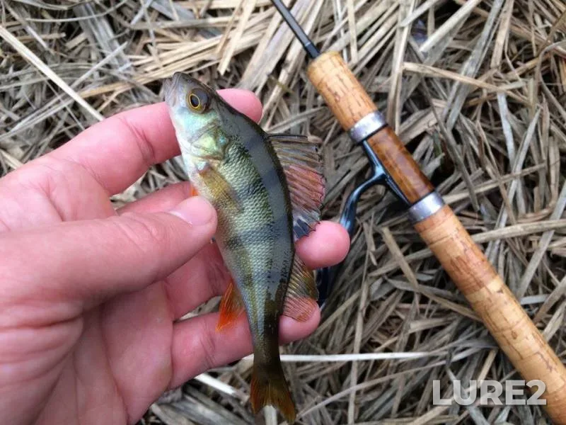 Perch — Chernіvetska oblast, Nov 26, 2016