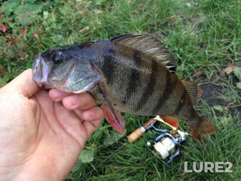 Perch — Chernіvetska oblast, Oct 02, 2016
