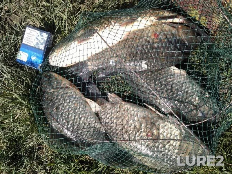 Crucian carp — Dnіpropetrovska oblast, May 27, 2019