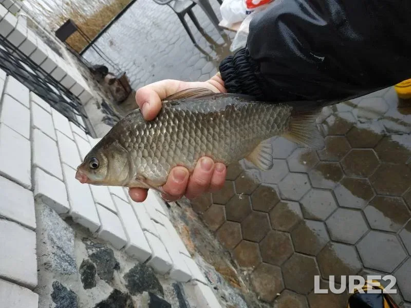 Crucian carp — Shiyanka, Apr 16, 2019