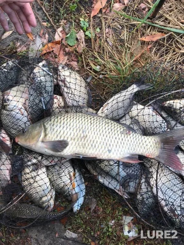 Carp, Crucian carp — Mokraya Sura, Sep 11, 2018