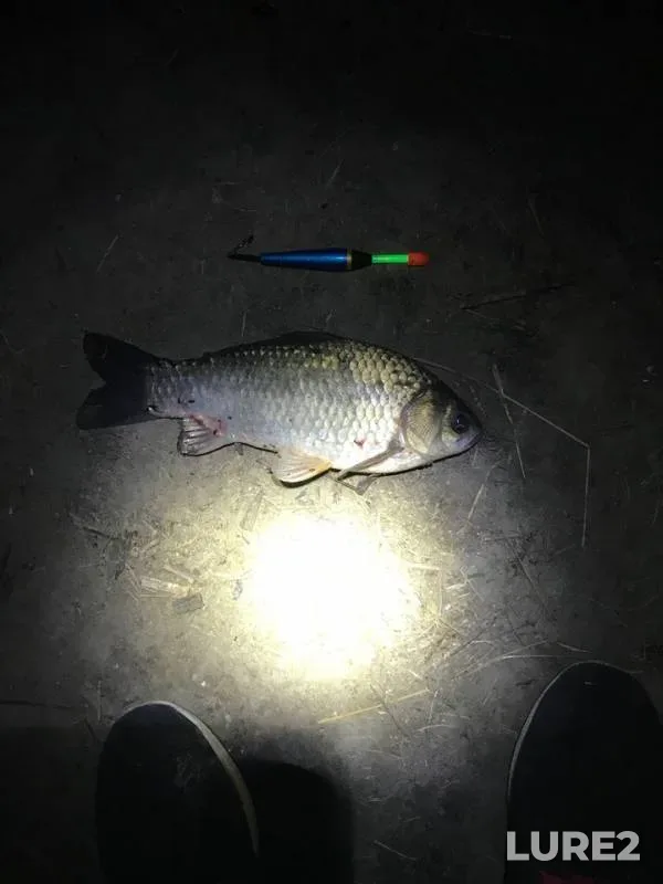 Crucian carp — Mokraya Sura, Jul 09, 2018
