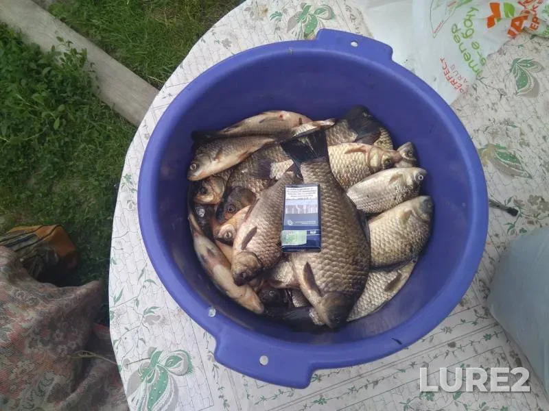 Crucian carp — Dnepr, Jun 10, 2018