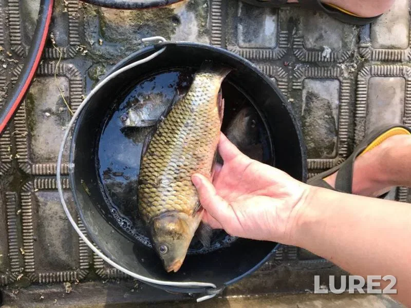 Carp, Perch — Dnіpropetrovska oblast, May 28, 2018
