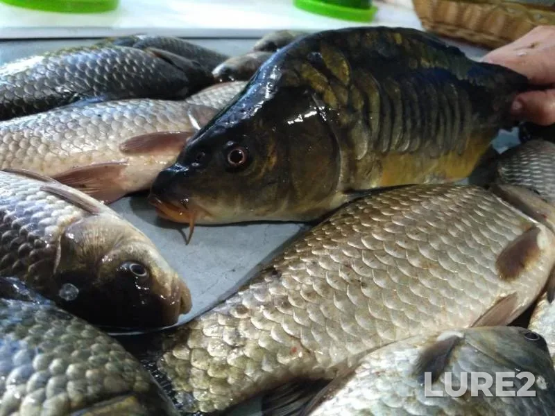 Carp, Crucian carp — Samara, Apr 22, 2018