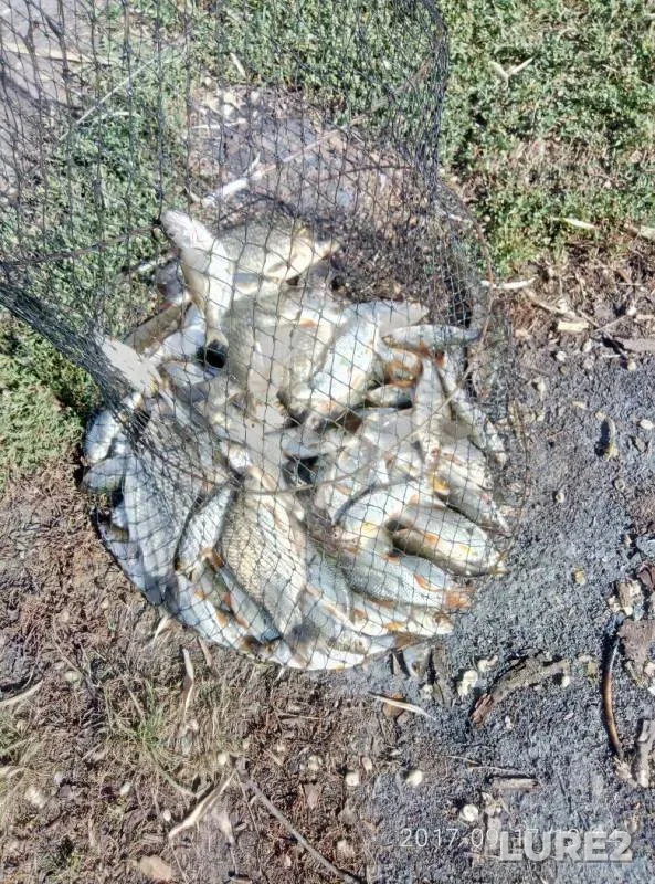 Crucian carp, Roach — Krymka, Sep 21, 2017