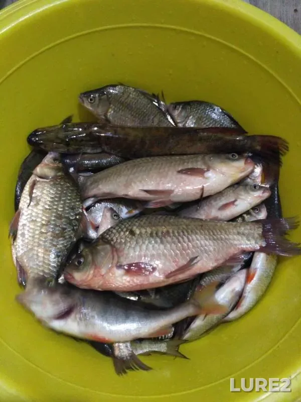 Crucian carp, Perch — Samara, Sep 09, 2017