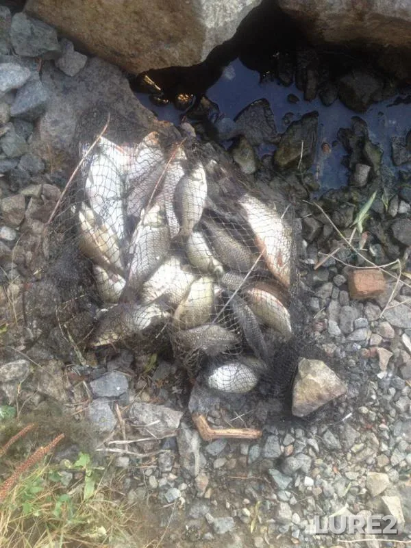 Crucian carp — Samara, Aug 10, 2017
