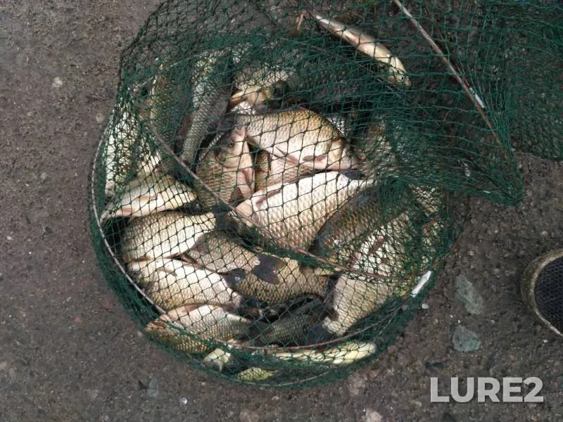 Crucian carp — Samara, Jul 29, 2017