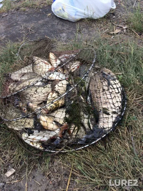 Crucian carp — Dnіpropetrovska oblast, Jul 24, 2017
