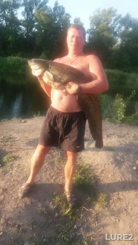 Wels catfish — Dnepr, Jun 26, 2017