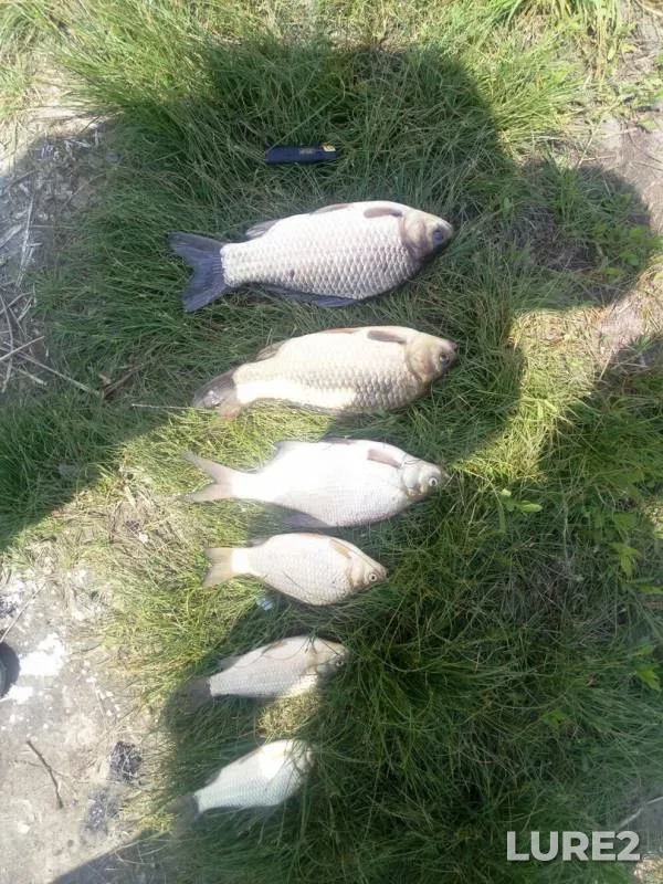 Bream, Crucian carp — Samara, May 26, 2017