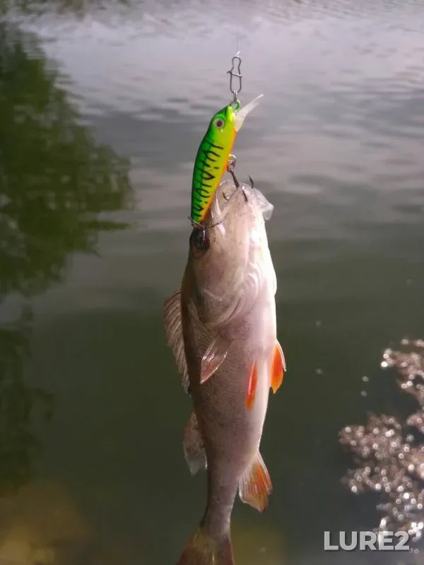 Perch, Pike — Dnepr, May 11, 2017