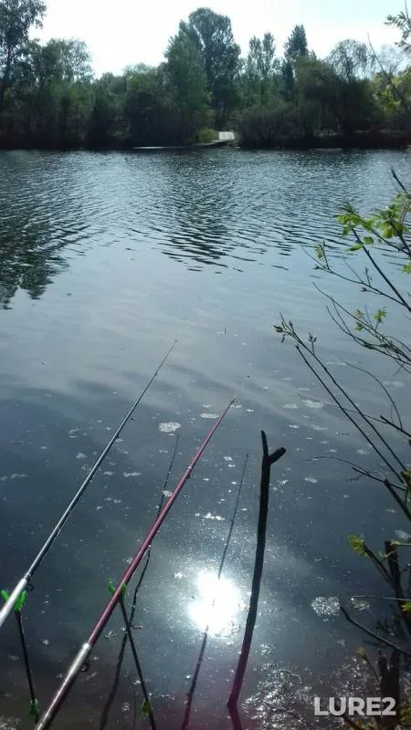 Crucian carp, Rudd — Arkhiyereyskaya protoka, May 08, 2017