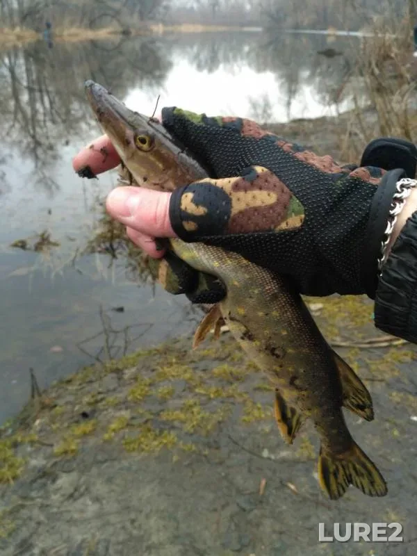 Pike — Dnepr, Mar 19, 2017