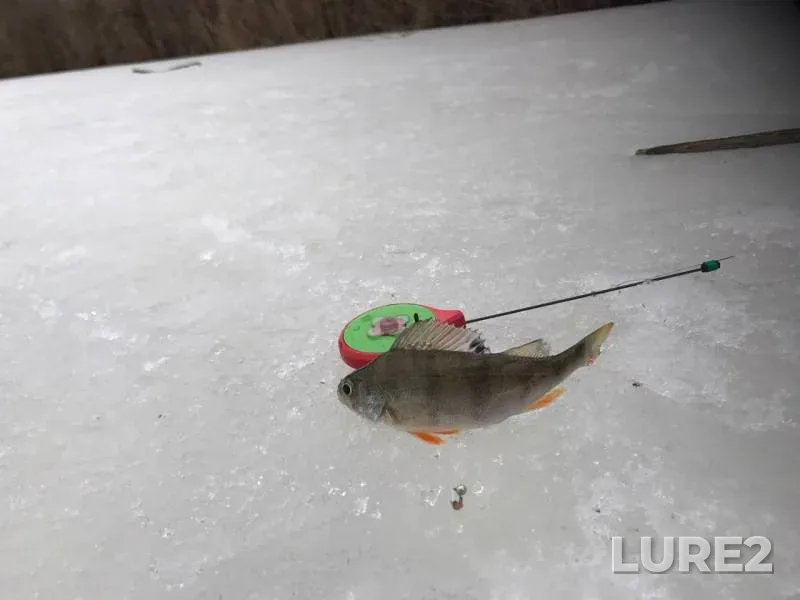 Perch — Saksagan, Feb 22, 2017