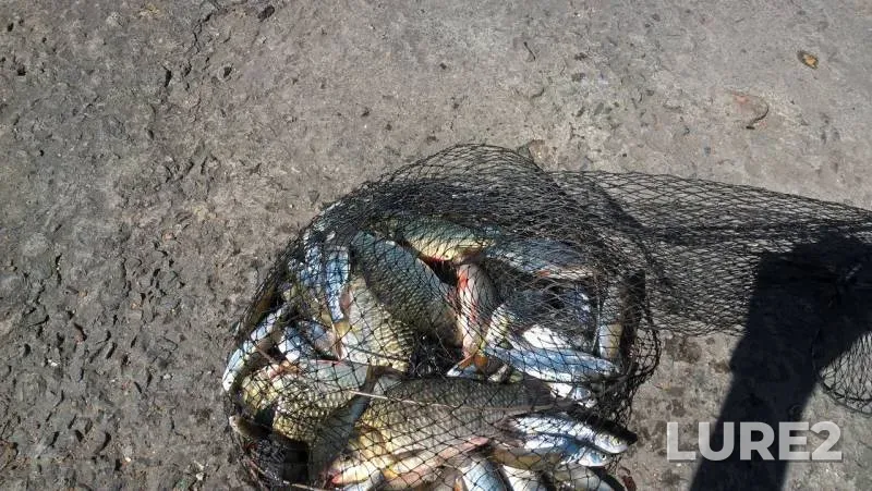 Bleak, Crucian carp — Dnepr, Sep 07, 2016