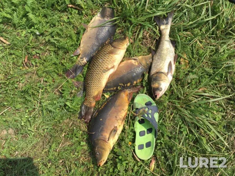 Carp, Silver carp — Dnіpropetrovska oblast, Aug 12, 2016