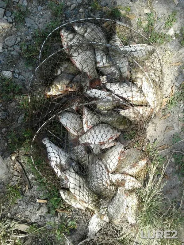 Crucian carp — Mokraya Sura, Jul 24, 2016