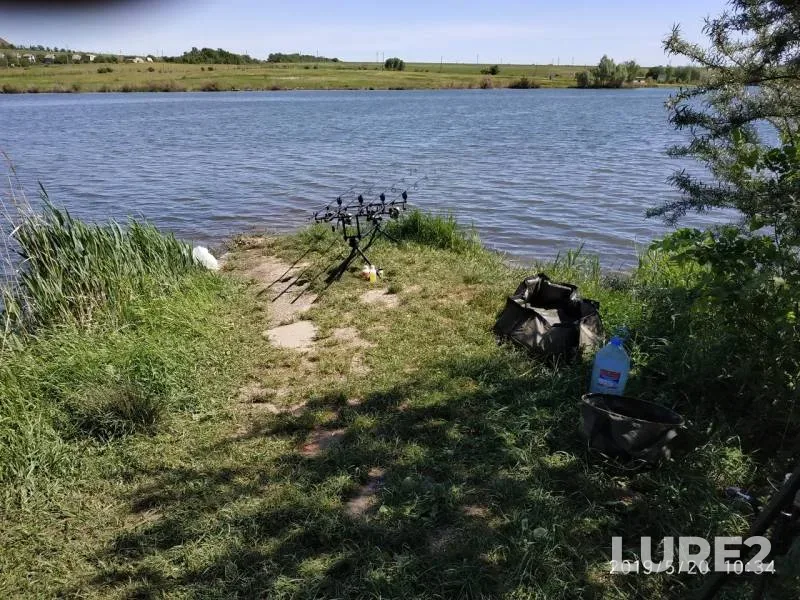 Carp, Grass carp — Zuyevskoye, May 20, 2019