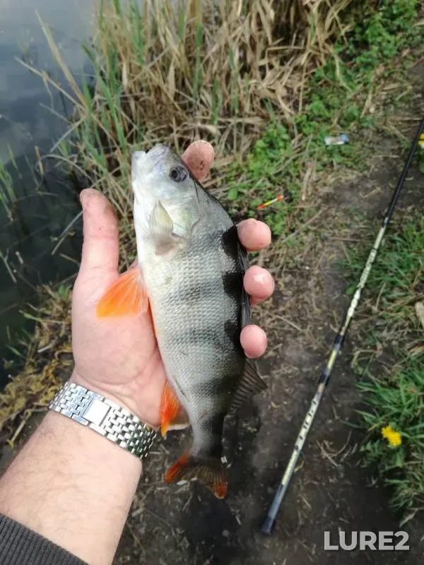 Perch — Kalmius, May 19, 2019