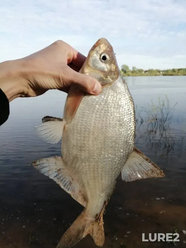 Bream, Perch — protoka Derevyanka, May 09, 2019