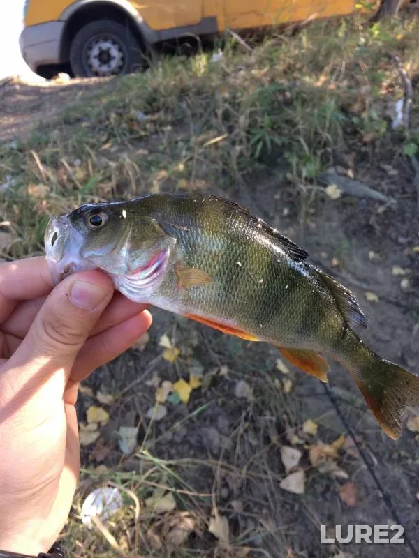 Perch, Pike — Shtany, Sep 21, 2019