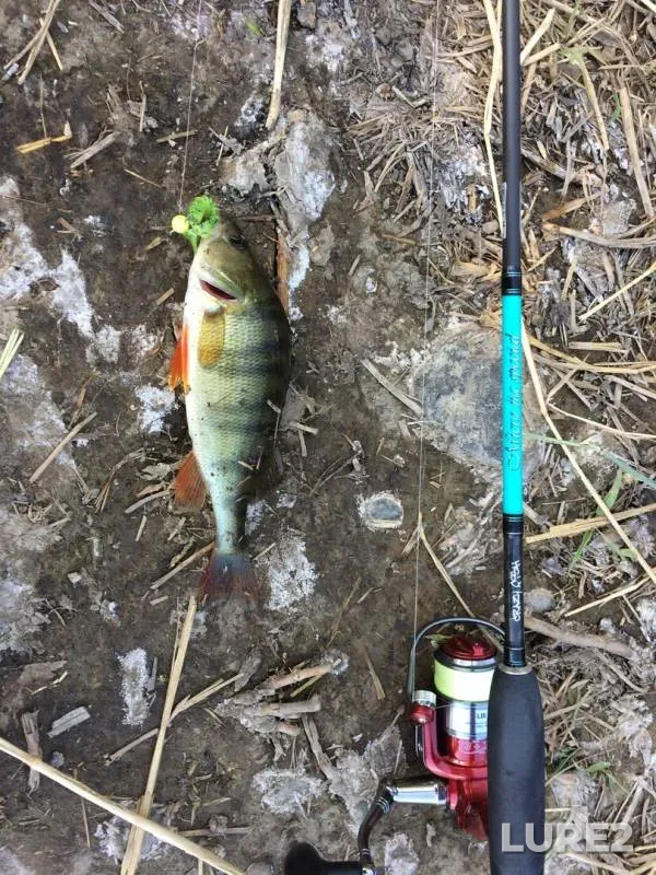 Perch — Kuban, Aug 30, 2019