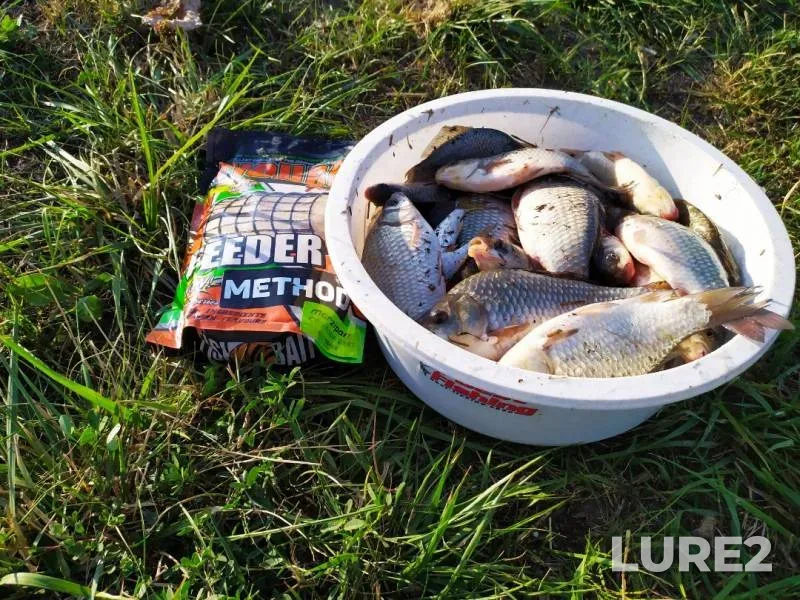 Crucian carp — Stavropolskiy kray, Aug 11, 2019