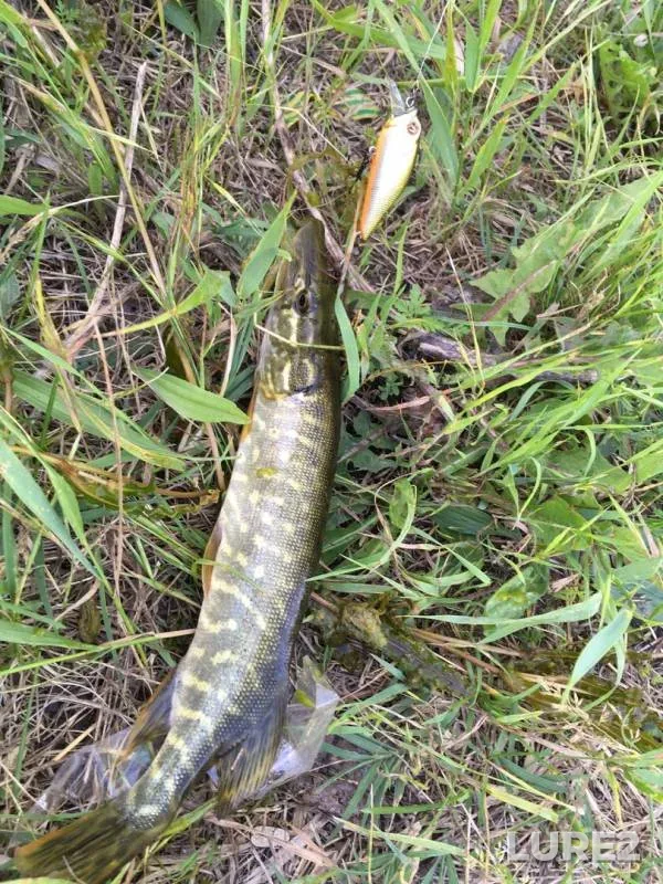 Perch, Pike — Sredniy, May 19, 2018