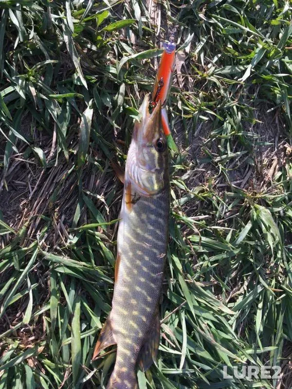 Pike — Staritsa, Apr 11, 2018