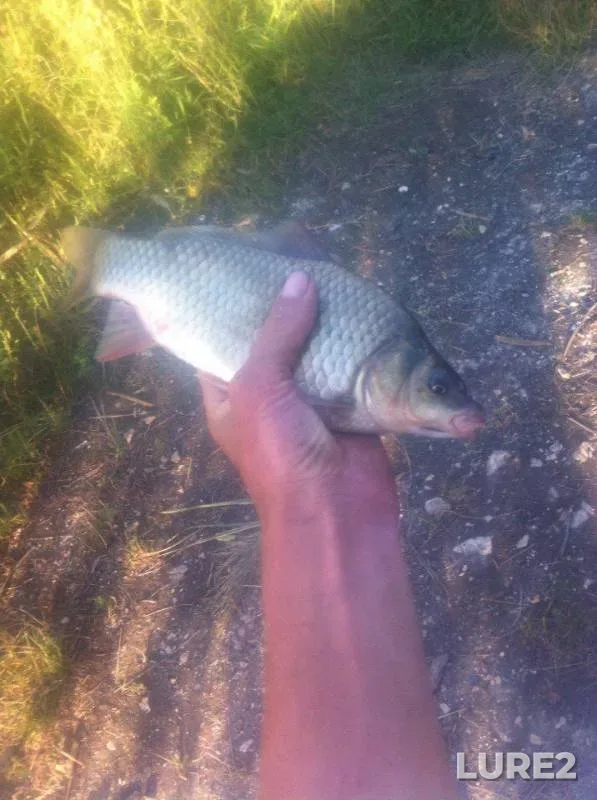 Carp — Krasnodarskiy kray, Uspenskiy rayon, Sep 14, 2017